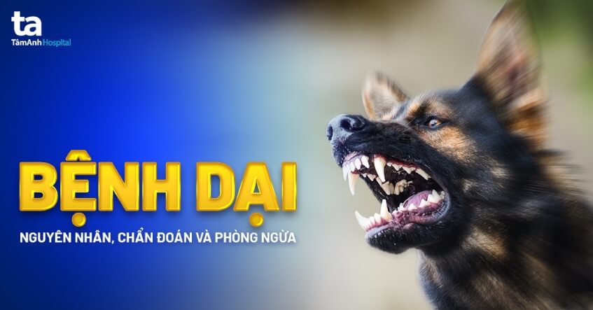 Cảnh giác bệnh dại mùa nắng nóng
