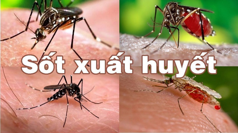 Muỗi Aedes aegypti và Aedes albopictus hay còn gọi là muỗi sốt xuất huyết